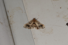 Scenedra decoratalis