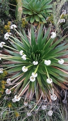 Paepalanthus