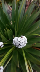 Paepalanthus