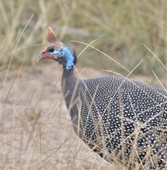 Numida meleagris reichenowi