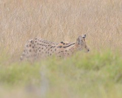 Leptailurus serval