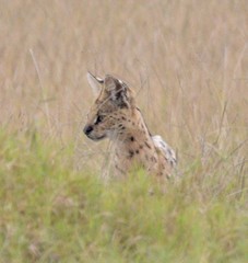 Leptailurus serval