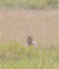 Leptailurus serval