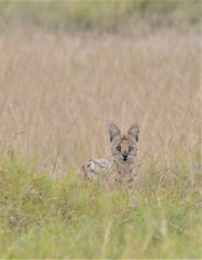 Leptailurus serval