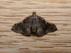 Scenedra decoratalis