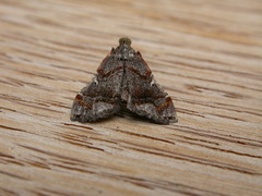 Scenedra decoratalis