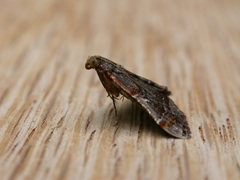 Scenedra decoratalis