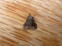 Scenedra decoratalis