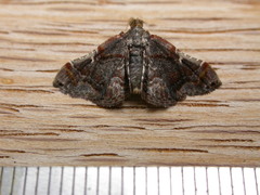 Scenedra decoratalis