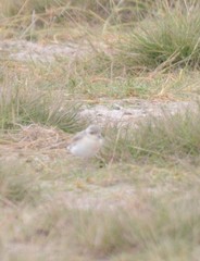 Charadrius pecuarius