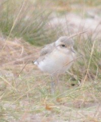 Charadrius pecuarius