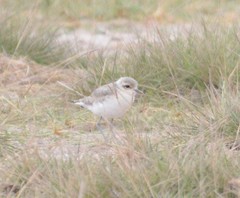 Charadrius pecuarius