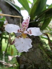 Rhynchostele rossii