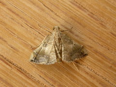 Scenedra decoratalis