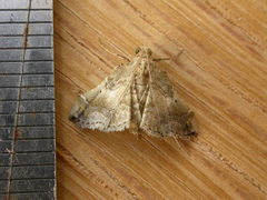 Scenedra decoratalis