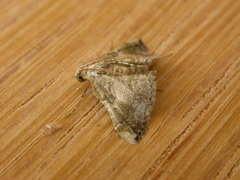 Scenedra decoratalis