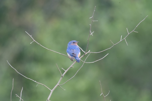 Eastern Bluebird photographed in Pennsylvania