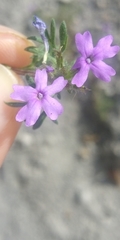 Glandularia