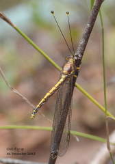 Suhpalacsa subtrahens