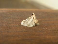 Scenedra decoratalis