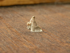 Scenedra decoratalis