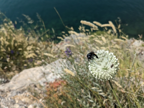 Image of Allium sardoum by (c) Laura J. Costello, some rights reserved (CC BY)