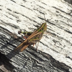 Austroicetes