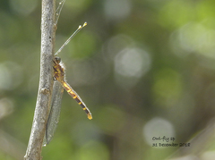 Suhpalacsa subtrahens