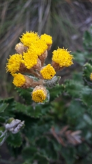 Scrobicaria ilicifolia