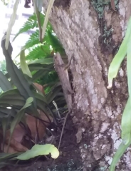 Calotes versicolor