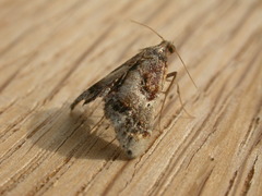 Scenedra decoratalis