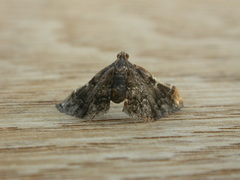 Scenedra decoratalis