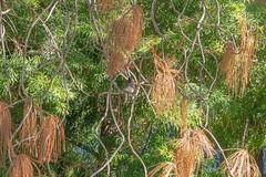 Sayornis nigricans
