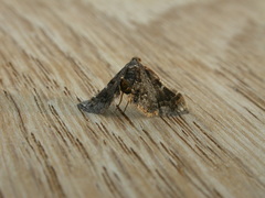 Scenedra decoratalis