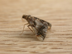 Scenedra decoratalis