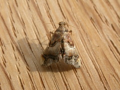 Scenedra decoratalis