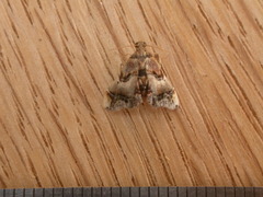 Scenedra decoratalis