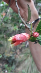 Cavendishia bracteata