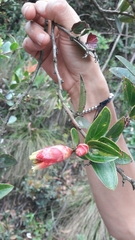 Cavendishia bracteata