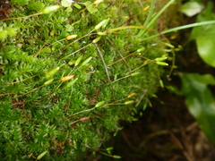 Leptostomum macrocarpum