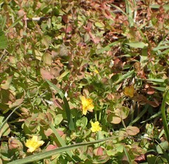 Hypericum anagalloides