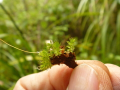 Leptostomum macrocarpum