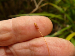 Leptostomum macrocarpum