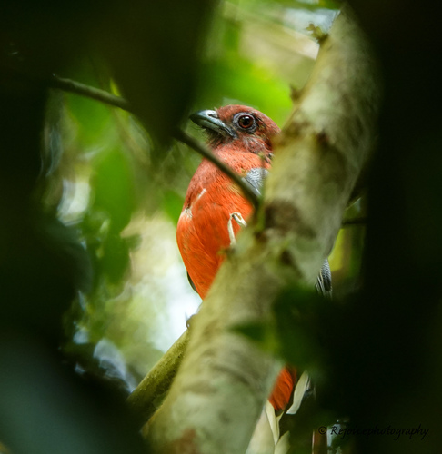 Harpactes erythrocephalus