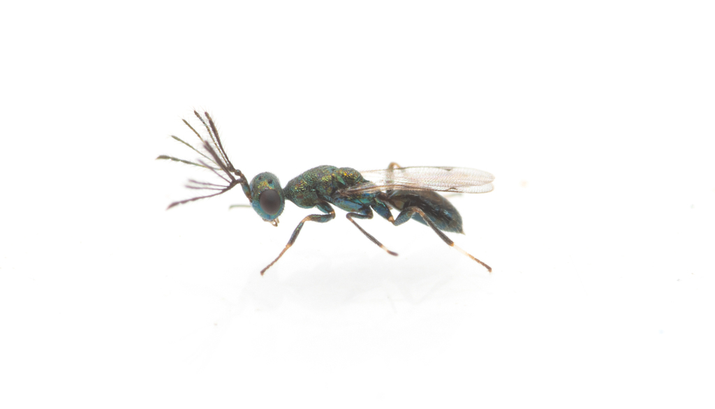 Notanisus versicolor