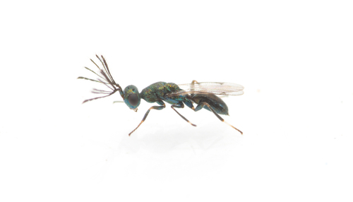 Notanisus versicolor
