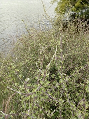 Olearia bullata