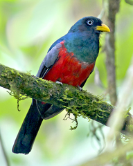 Trogon comptus