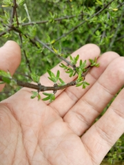 Olearia bullata