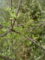 Olearia bullata